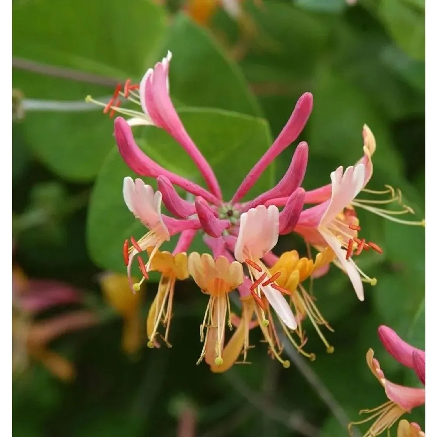 Feuer Geißschlinge 60-80cm - Lonicera heckrottii
