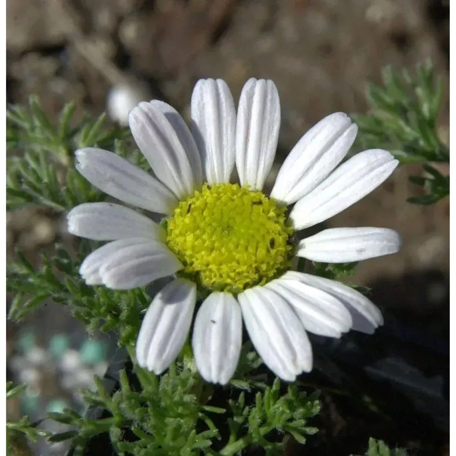 Marokko Kamille Silberkissen - Anacyclus depressus