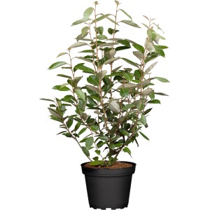 Wintergrüne Ölweide Set à 30 Stk. Höhe ca. 60-80cm Elaeagnus ebbingei