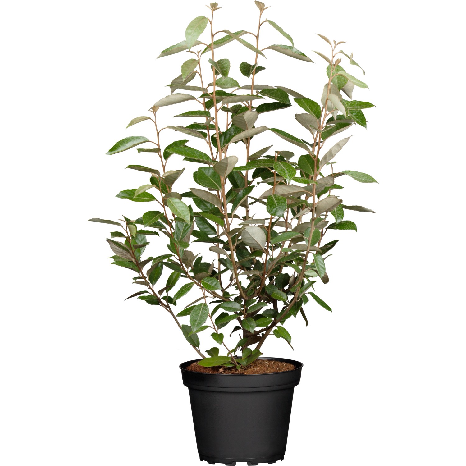 Wintergrüne Ölweide Set à 30 Stk. Höhe ca. 60-80cm Elaeagnus ebbingei
