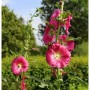Blühende, rote Stockrose (Alcea rosea) im Gartenbeet.
