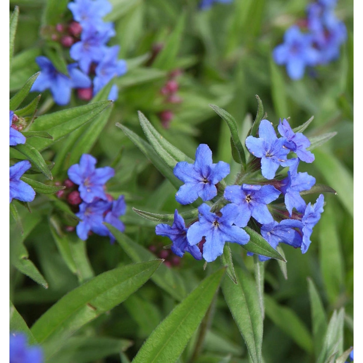 Blauer Steinsamen - Buglossoides purprocerulea günstig online kaufen