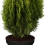 Gelber Zwerglebensbaum Aurea Nana im Topf, ca. 10-20 cm hoch. Ideal für kleine Gärten und Grabbepflanzung.