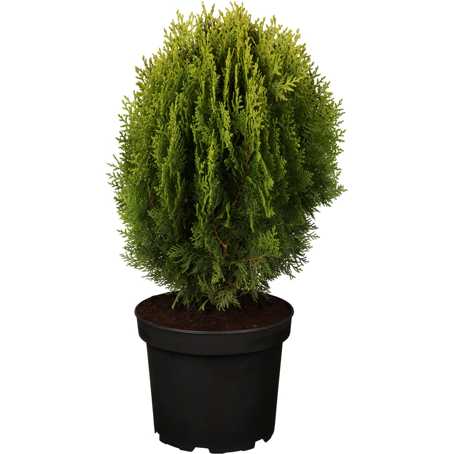 OBI Zwerglebensbaum Aurea Nana Gelb Höhe ca. 10 - 20 cm Topf ca. 2 l Thuja