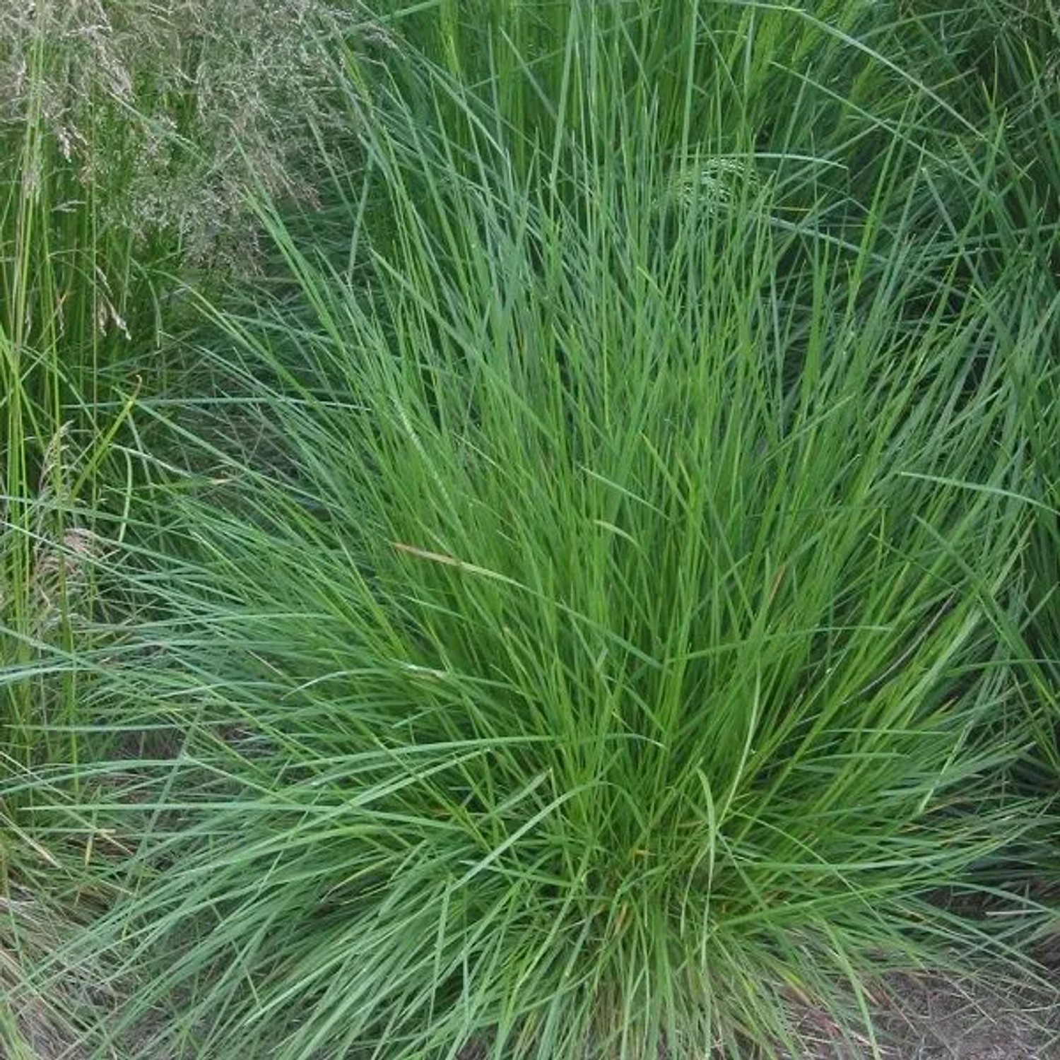 6 x Schmiele Deschampsia cespitosa Topf 9cm Dunkelgrünes Laub
