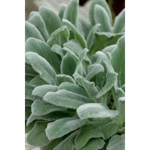 Nahaufnahme des silbrigen Wollziest (Stachys Byzantina) im 9x9 cm Topf, ideal als Bodendecker.