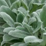 Nahaufnahme des silbrigen Wollziest (Stachys Byzantina) im 9x9 cm Topf, ideal als Bodendecker.