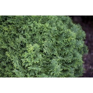 Detailaufnahme des Chamaecyparis Lawsoniana Gnome Zwerg-Lebensbaum, grüne Nadeln.