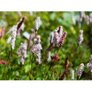 Rosa blühender Teppichknöterich Bistorta Affinis Superba im 9x9 cm Topf.