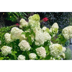Rispenhortensie 'Magical Mont Blanc' mit üppigen, weißen Blüten im Garten.