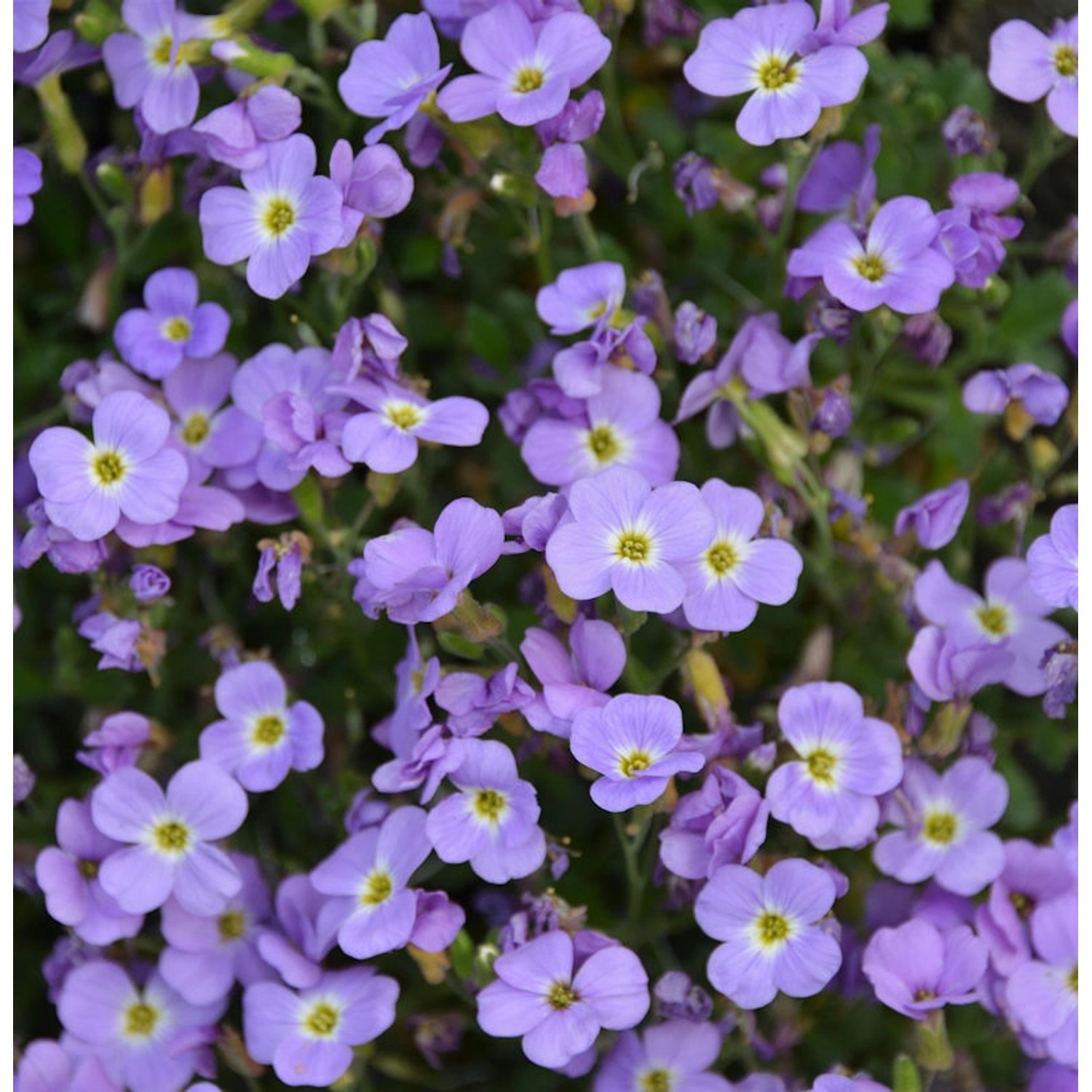 Blaukissen Hürth - Aubrieta cultorum günstig online kaufen