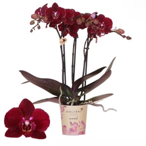 GROW by OBI Schmetterlingsorchidee Cartagena Topf-Ø 9 cm Violett