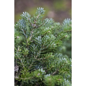 Nahaufnahme der silbrig-blauen Nadeln einer Abies Koreana Silberperl Koreatanne.