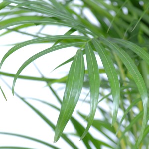 Detailaufnahme der grünen Blätter einer Goldfruchtpalme (Areca) im Topf. Zimmerpalme für helle Standorte.