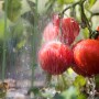 Reife Tomaten an einer Rankhilfe unter einem sanften Regenschauer.