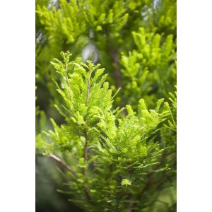 Kompakte Sumpfzypresse 'Peve Minaret' mit frischgrünen Nadeln, ideal für kleine Gärten.