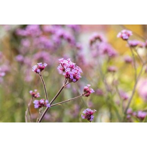 Violette Verbena Bonariensis 'Lollipop' (Patagonisches Eisenkraut) im 9x9 cm Topf.