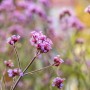 Violette Verbena Bonariensis 'Lollipop' (Patagonisches Eisenkraut) im 9x9 cm Topf.