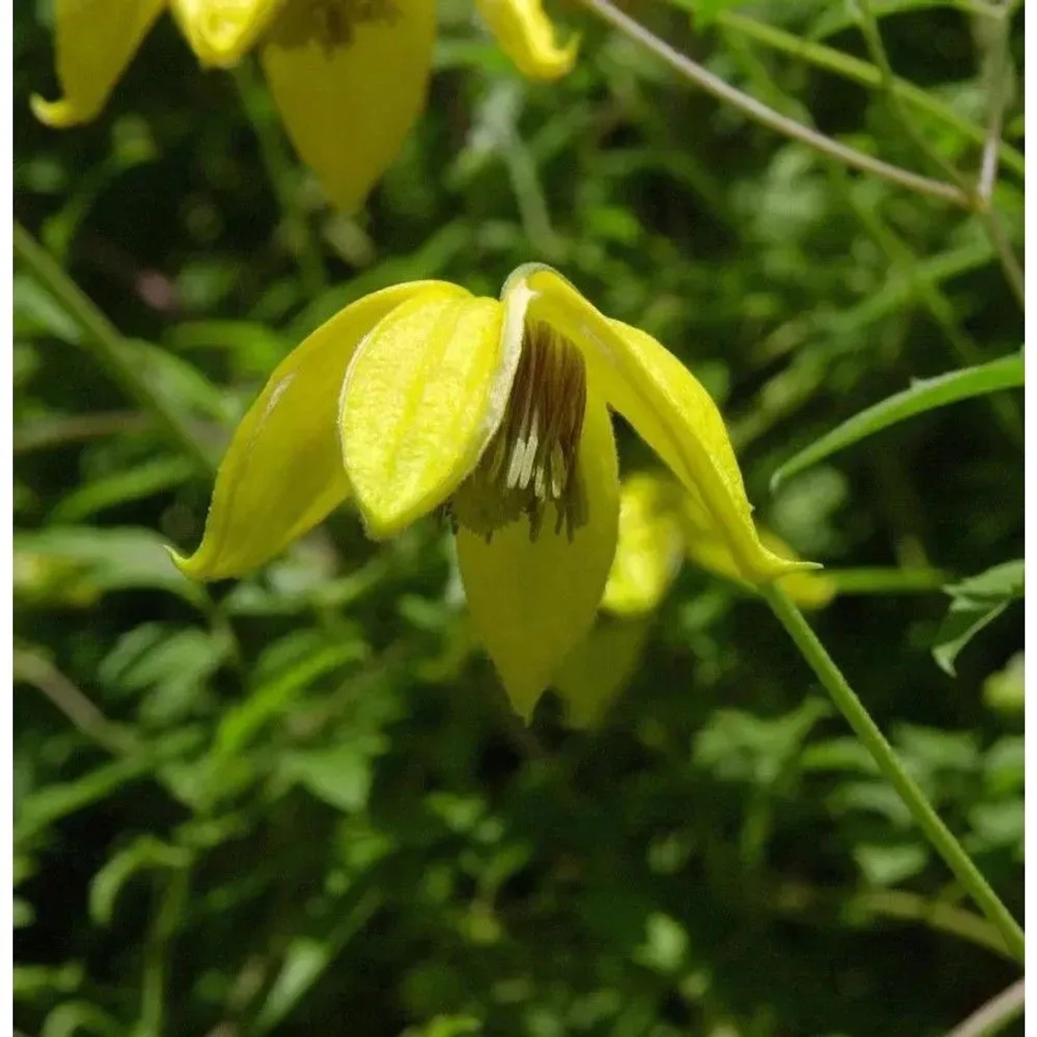 Englische Waldrebe Bill MacKenzie 60-80cm - Clematis texensis
