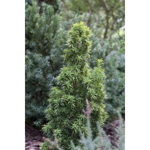 Säulenförmige, grüne Taxus Baccata Standishii Eibe, 50–60 cm hoch.