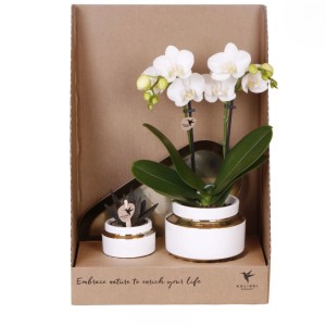 OBI-Zimmerpflanzen-Arrangement Lush Life Gold Dolomit Gefäße Weiß-Grün