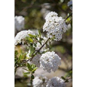 Nahaufnahme des blühenden Duft-Schneeballs Viburnum Burkwoodii mit weißen Blüten.
