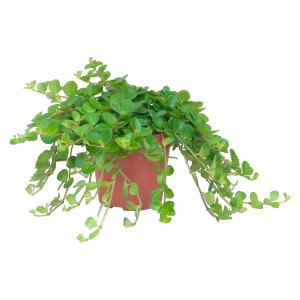 Zwergpfeffer Rotundifolia im braunen Topf, eine grüne Hängepflanze für den Innenbereich.