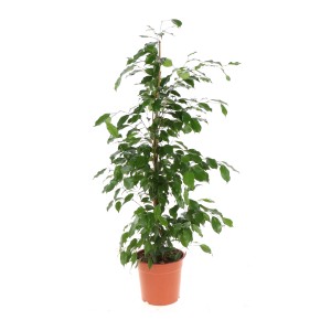 Birkenfeige Exotica Höhe ca. 130-145 cm Topf-Ø ca. 24 cm