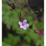 Nahaufnahme einer zarten, helllila Blüte des Stinkenden Storchschnabels (Geranium robertianum).