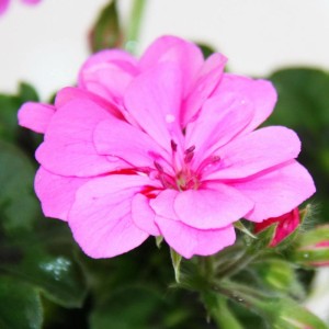 Nahaufnahme einer hellvioletten Exotenherz Geranie (Pelargonium peltatum) im 12cm Topf.