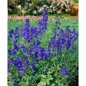 Blühender, blauer Rittersporn (Delphinium Bellamosum) im Garten, ca. 11x11 cm Topf.