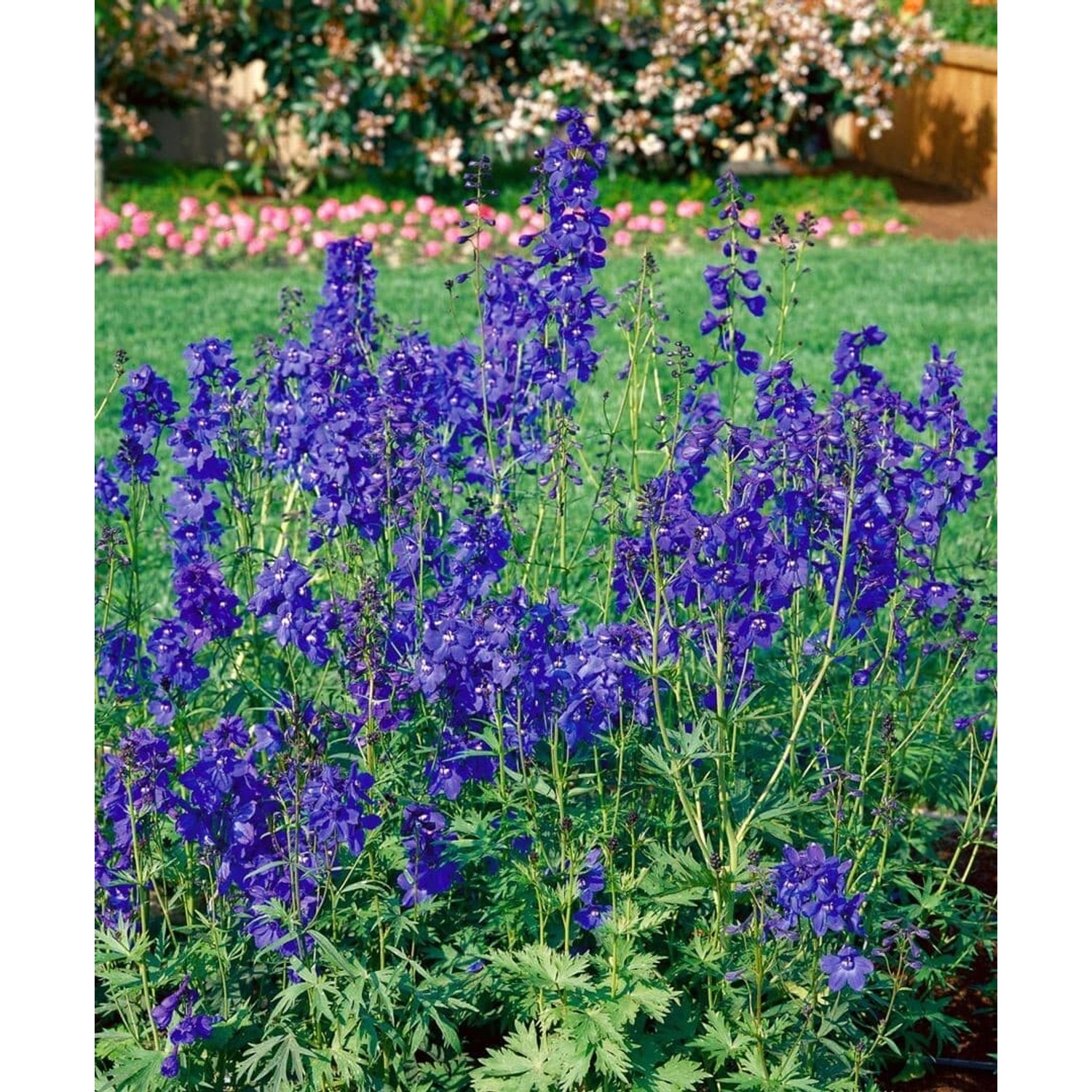 Delphinium X Bellad. Bellamosum Rittersporn Ca. 11x11 cm Topf günstig online kaufen
