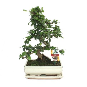 Exotenherz Bonsai Fukientee (Carmona Microphylla), ca. 10 Jahre alt, in weißer Keramikschale.