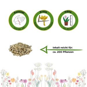 Samen der Winterendivie 'Gialla A Cuore' von Deine Gartenwelt, ausreichend für ca. 200 Pflanzen.