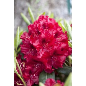 Nahaufnahme eines rot blühenden Rhododendron Hybr. Erato Strauchs.