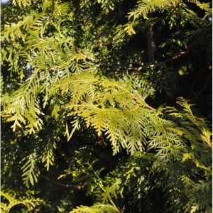 Nahaufnahme eines Lebensbaum Brabant (Thuja occidentalis) mit grünen Blättern.