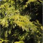 Nahaufnahme eines Lebensbaum Brabant (Thuja occidentalis) mit grünen Blättern.