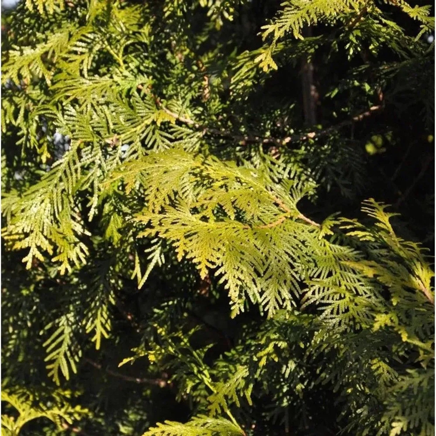 Lebensbaum Brabant 125-150cm - Thuja occident | Preisvergleich