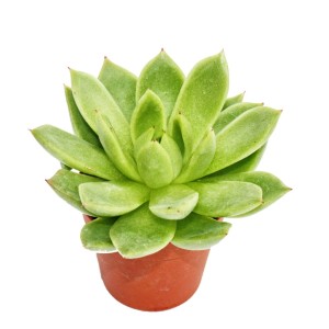 Mittelgroße Echeveria Agavoides Sukkulente im 8,5cm Topf.