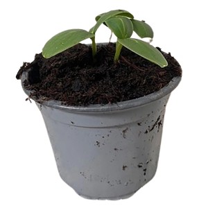 Jungpflanze Südgemüse im Topf (ca. 9 cm Ø) für Beet oder Balkon.