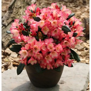 Rhododendron Barbarella im Topf, rosa Blüten und grüne Blätter. Yakushimanum Sorte.