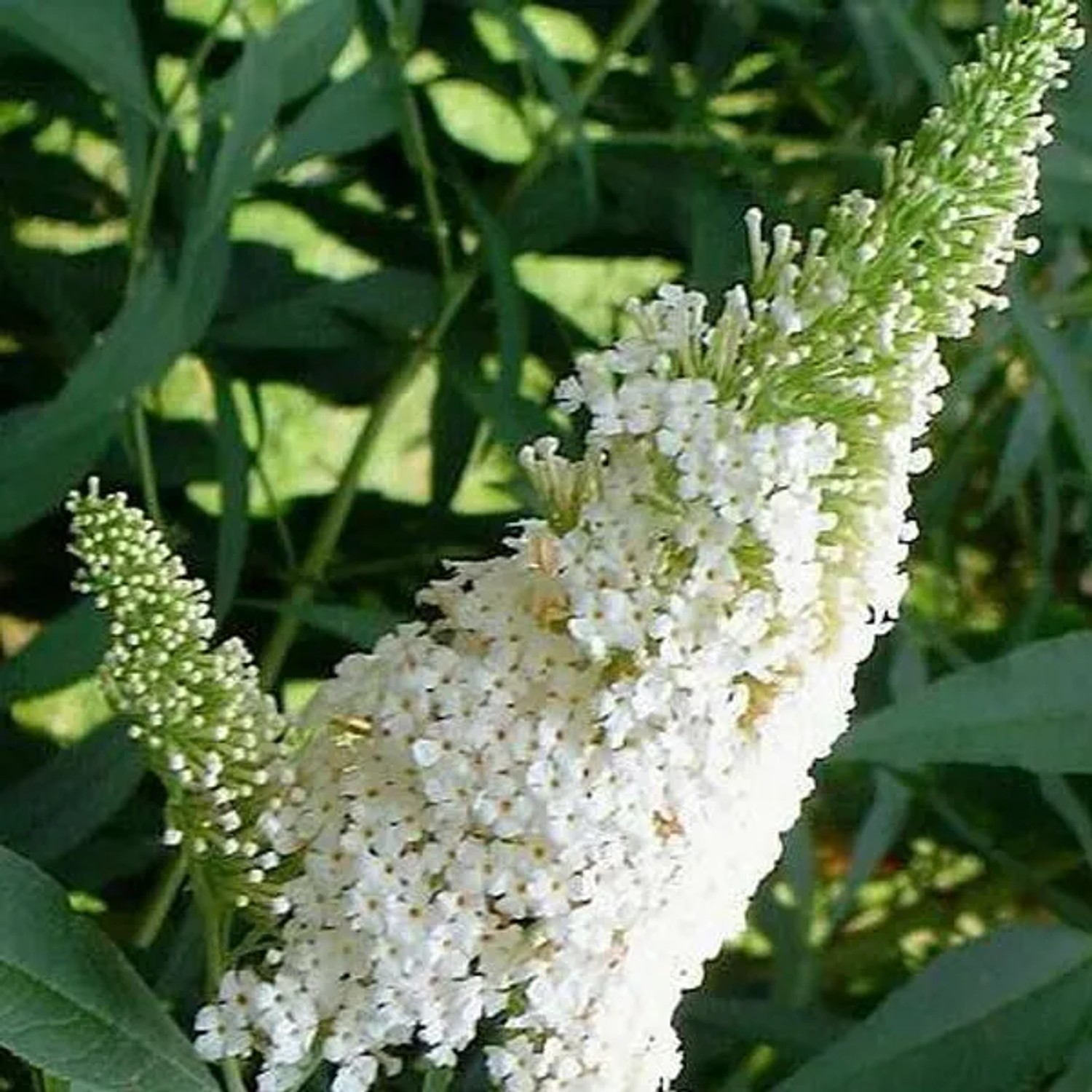 arborix Sommerflieder 'White Profusion' Buddleja Davidii 40 Bis 60 Cm Im Container Weiß Blühend