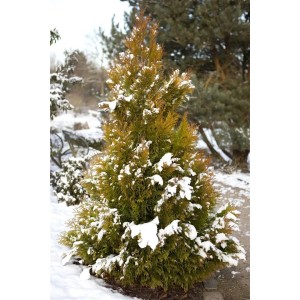 Goldgelbe Thuja '4ever Goldy' (60-80 cm) im Winter mit Schnee, ideal als Heckenpflanze.