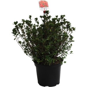 Japanische Azalee Radja Orange im 10 l Topf, ca. 25-30 cm hoch.