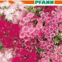 SAMEN PFANN Sommer-Phlox Sternenzauber-Mischung. Buntes Blütenmeer in Rosa- und Magentatönen für Beet, Rabatten & Steingarten.