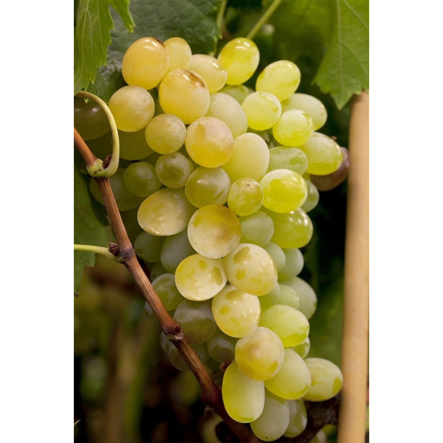 Vitis Vinifera Himrod Kernlos Süß 80–100 cm günstig online kaufen