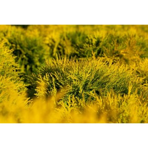 Goldgelbe Thuja 'Amber Glow' (20-25 cm) als Heckenpflanze im Detail.