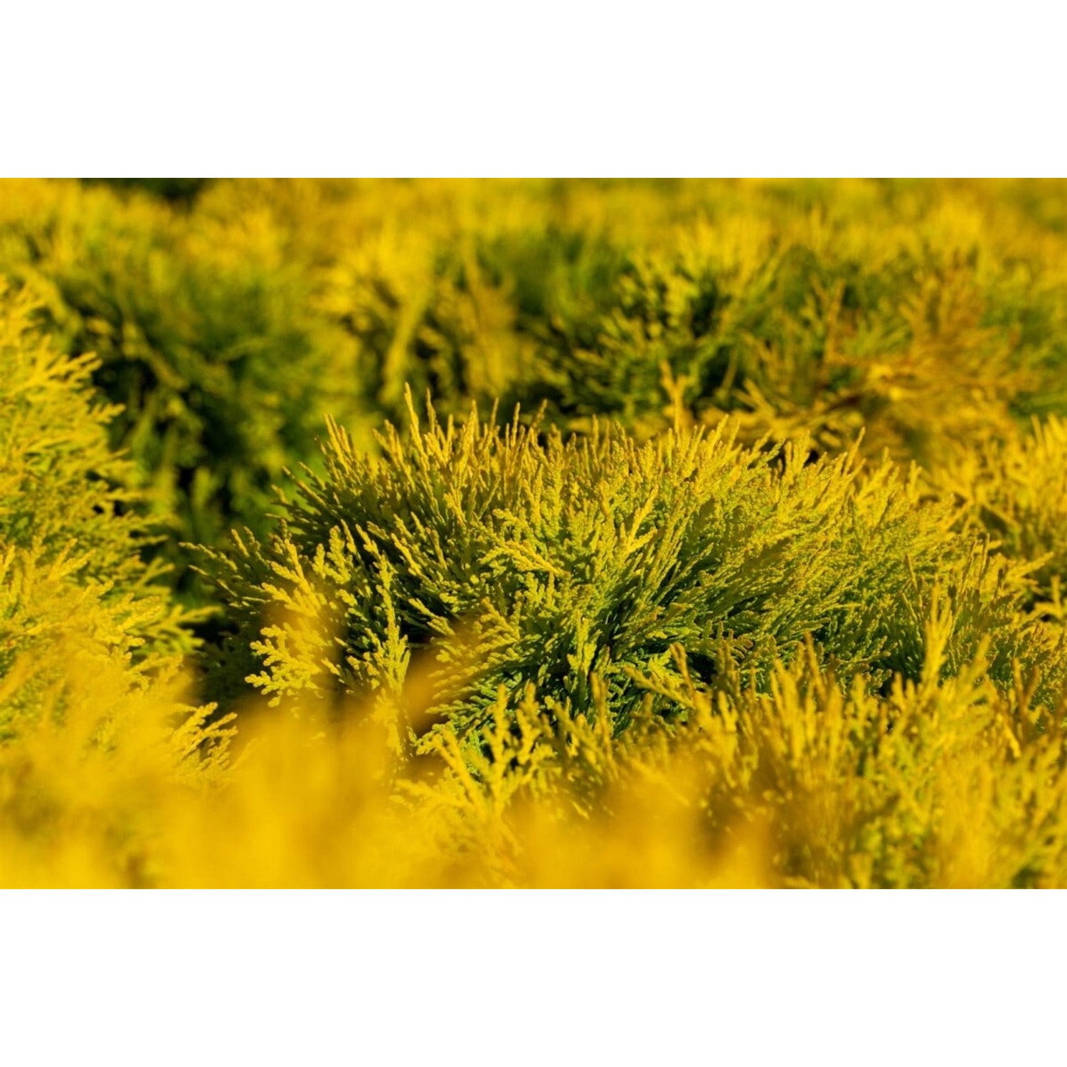 Thuja occidentalis 'Amber Glow' 20-25 cm günstig online kaufen
