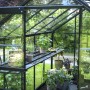Halls Gewächshaus Popular, 6,2 m², schwarz, mit Pflanzen und Regalen im Inneren.