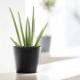 Ecopots Amsterdam Mini Pflanztopf, dunkelgrau, 17 cm, mit Aloe Vera Pflanze.